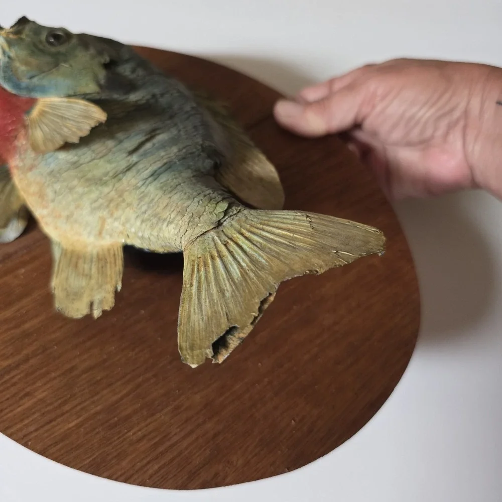 Big Vtg bluegill  skin mount taxidermy fish home office cabin wildlife art decor